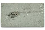 Fossil Crinoid (Cyathocrinites) - Crawfordsville, Indiana #325634-1